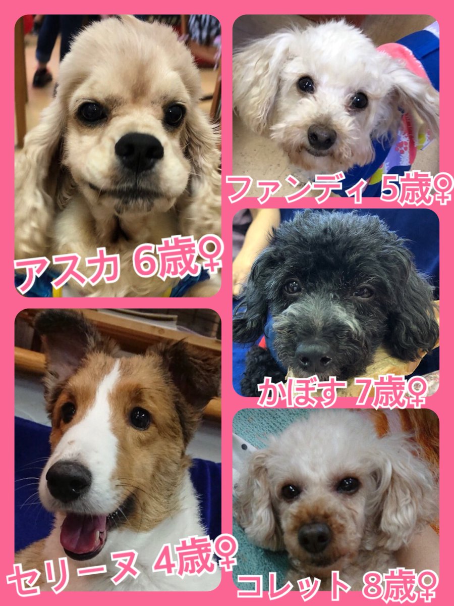 🐾今日の里親様募集中ワンコ🐶メンバーです🐾2019,6,14